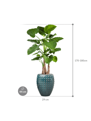 IMAGE for product variant SKU CC0023982