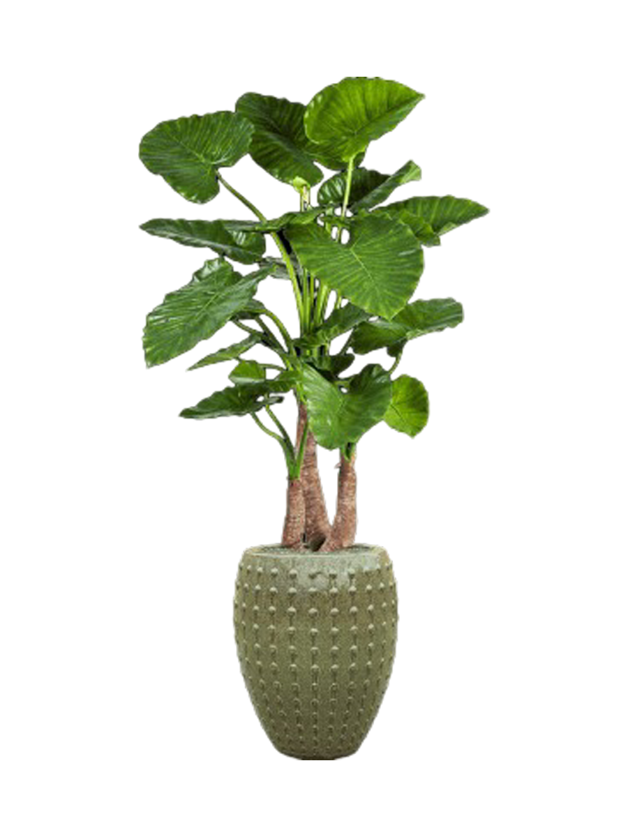 
Composition de plantes « Alocasia calidora in Laos » Ø 60/ Hauteur 170-180 cm - Couleur du pot de fleurs : vert olive