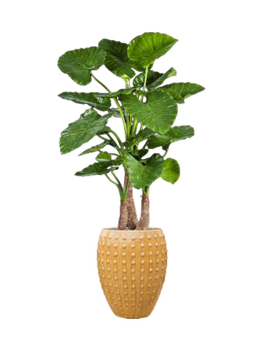 
Composition de plantes « Alocasia calidora in Laos » Ø 60/ Hauteur 170-180 cm - Couleur pot de fleurs : Ocre