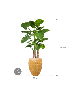 IMAGE for product variant SKU CC0023988