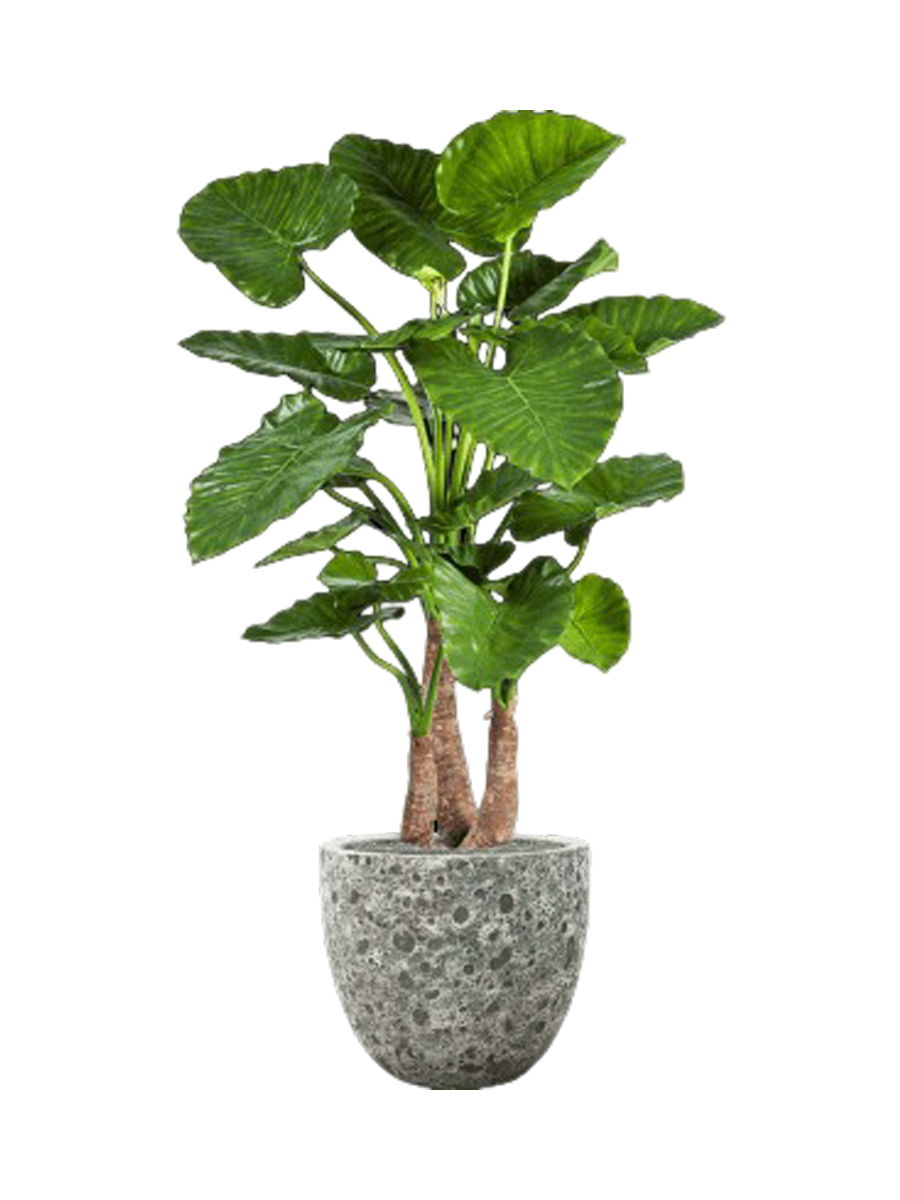 
Composition végétale « Alocasia Calidora dans de la lave » Ø 45 x 160 cm - Couleur pot de fleurs : Jade antique