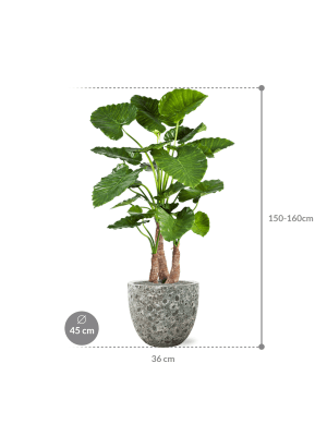 IMAGE for product variant SKU CC0023991