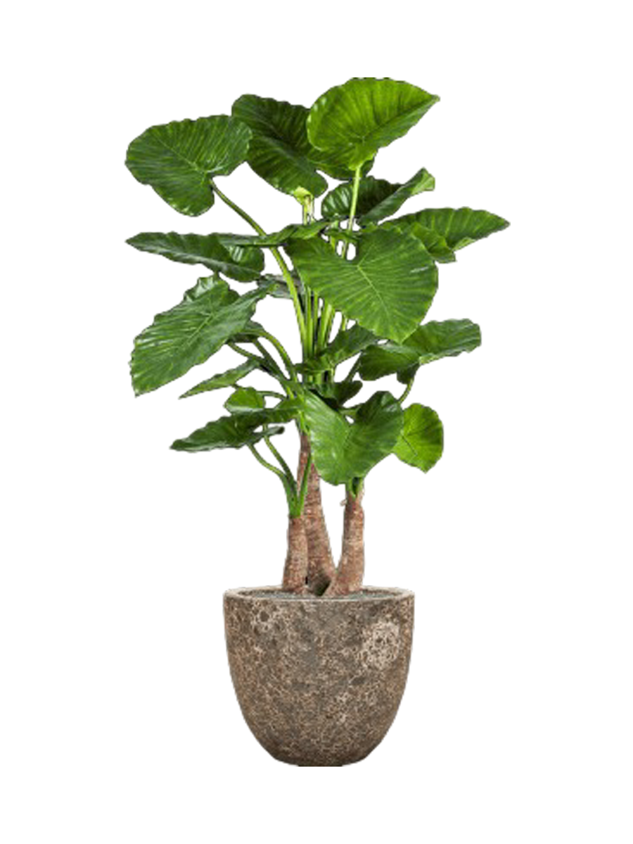 
Composition végétale « Alocasia Calidora dans de la lave » Ø 45 x 160 cm - Couleur pot de fleurs : Relic Rust