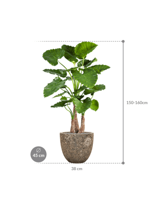 IMAGE for product variant SKU CC0023994