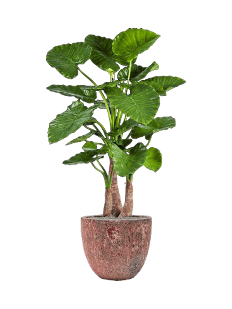 IMAGE for product variant SKU CC0023997
