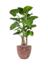 IMAGE for product variant SKU CC0023997