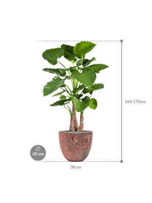IMAGE for product variant SKU CC0023997