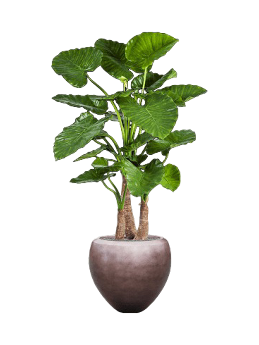 
Composition de plantes « Alocasia Calidora en Silver Leaf Metallic » Ø 50/ hauteur 160-170 cm