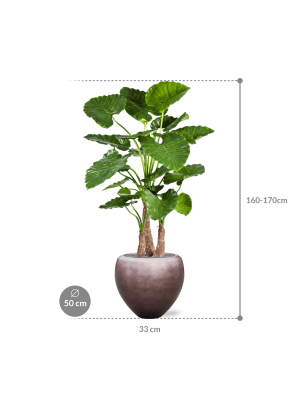 IMAGE for product variant SKU CC0024003