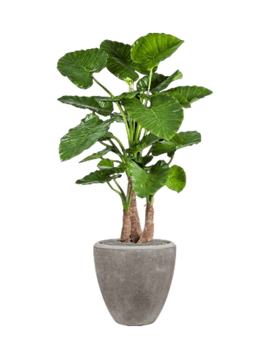 
Composition de plantes « Alocasia Calidora dans Polystone Plain » Ø 50 x 167 cm