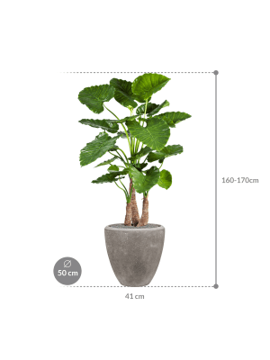 IMAGE for product variant SKU CC0024027