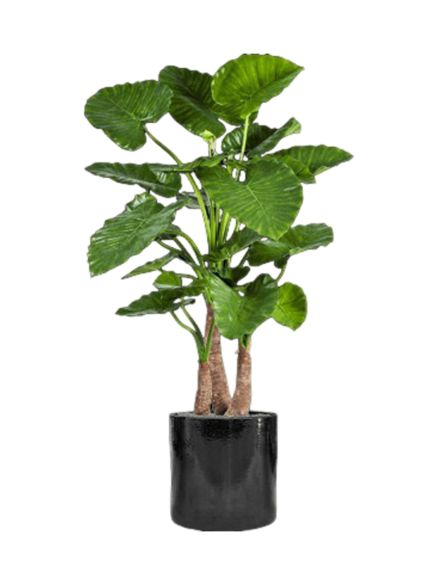 
Composition de plantes « Alocasia Calidora dans un cylindre » - Couleur du pot de fleurs : Noir