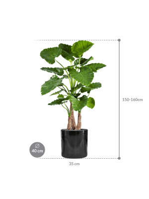IMAGE for product variant SKU CC0024036