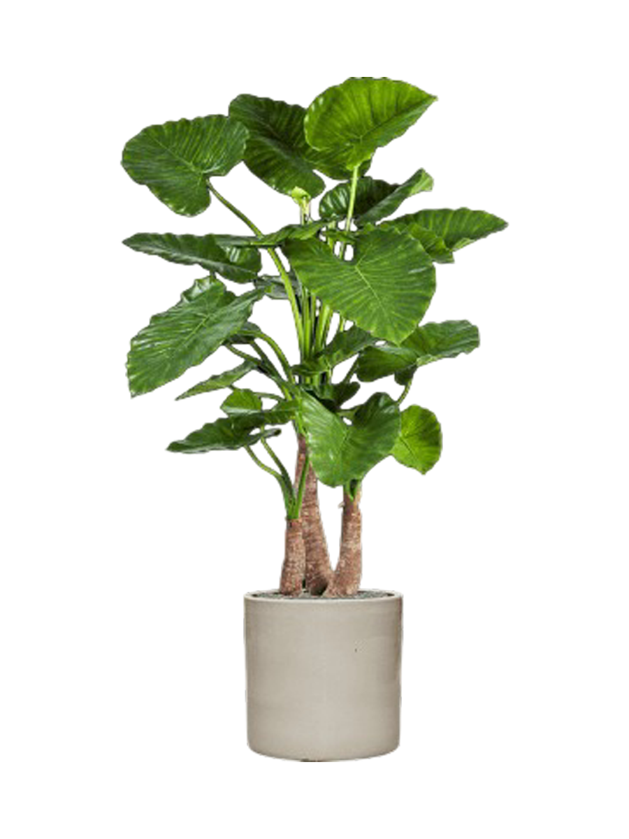 
Composition de plantes « Alocasia Calidora dans un cylindre » - Couleur du pot de fleurs : Beige