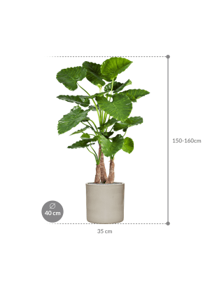 IMAGE for product variant SKU CC0024039