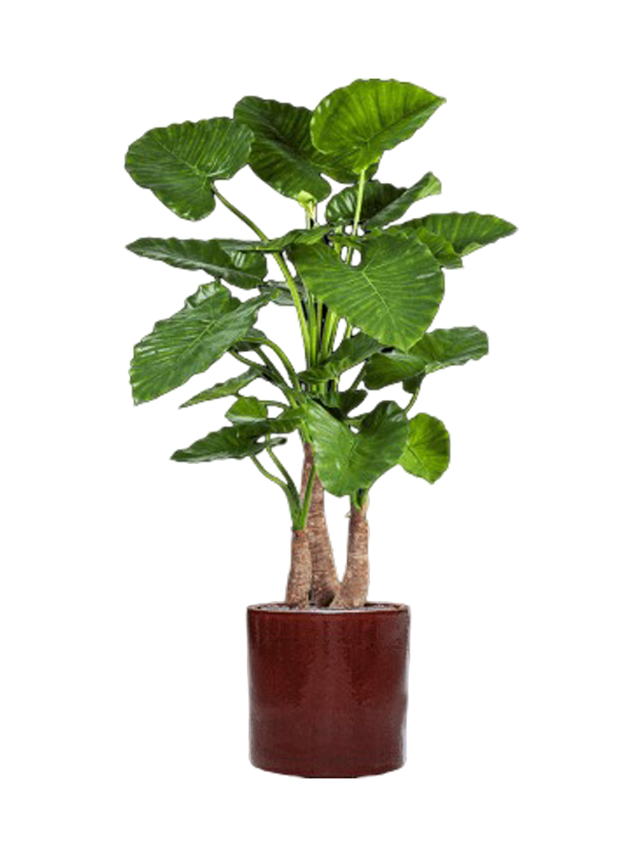 
Composition de plantes « Alocasia Calidora dans Cylindre » Ø 50 x 158 cm - Couleur du pot de fleurs : rouge foncé