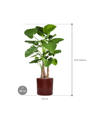 IMAGE for product variant SKU CC0024042