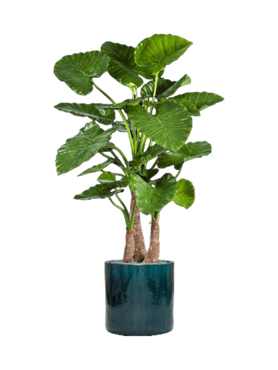 
Composition de plantes « Alocasia Calidora dans un cylindre » - Couleur du pot de fleurs : pétrole