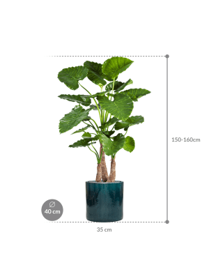 IMAGE for product variant SKU CC0024051