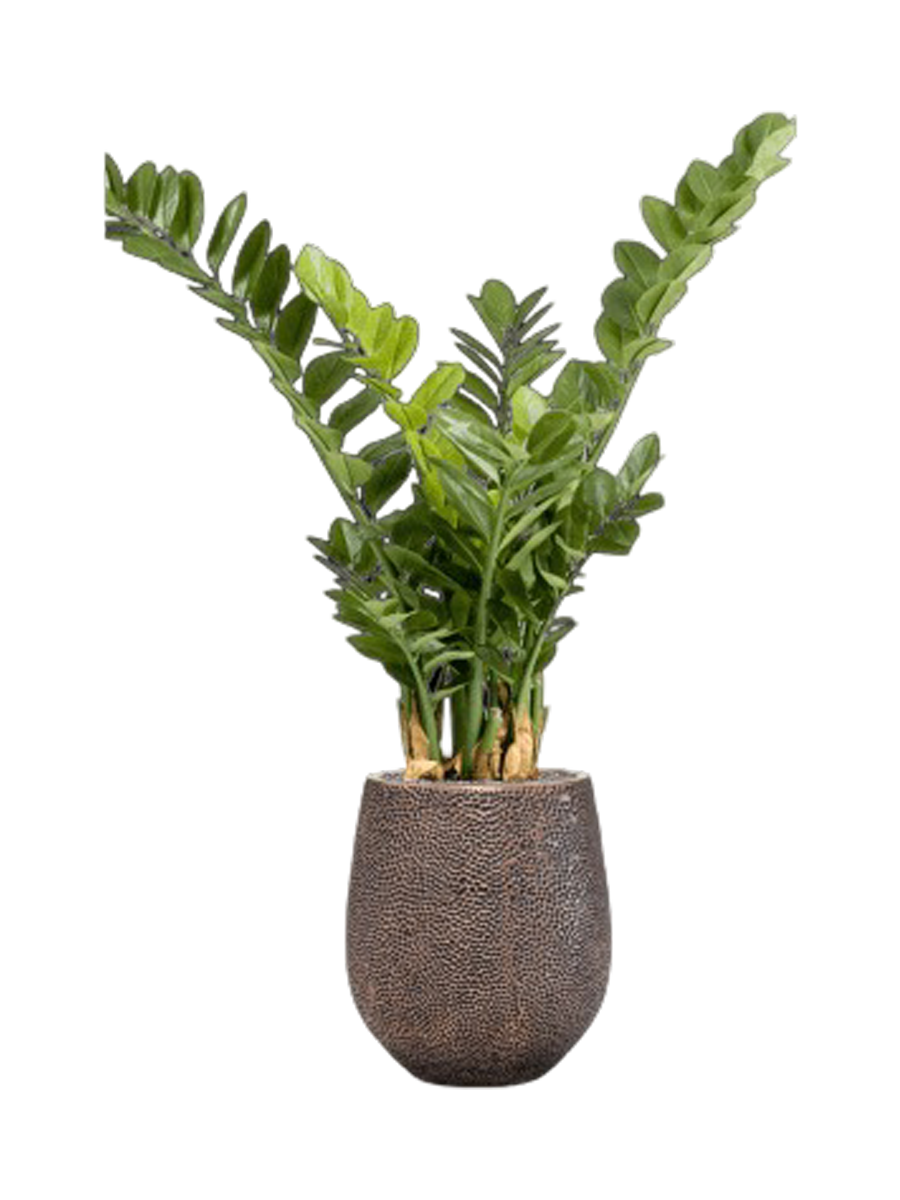 
Composition végétale « Zamioculcas dans Baq Opus Hit », hauteur 120-130 cm - Couleur du pot de fleurs : Or