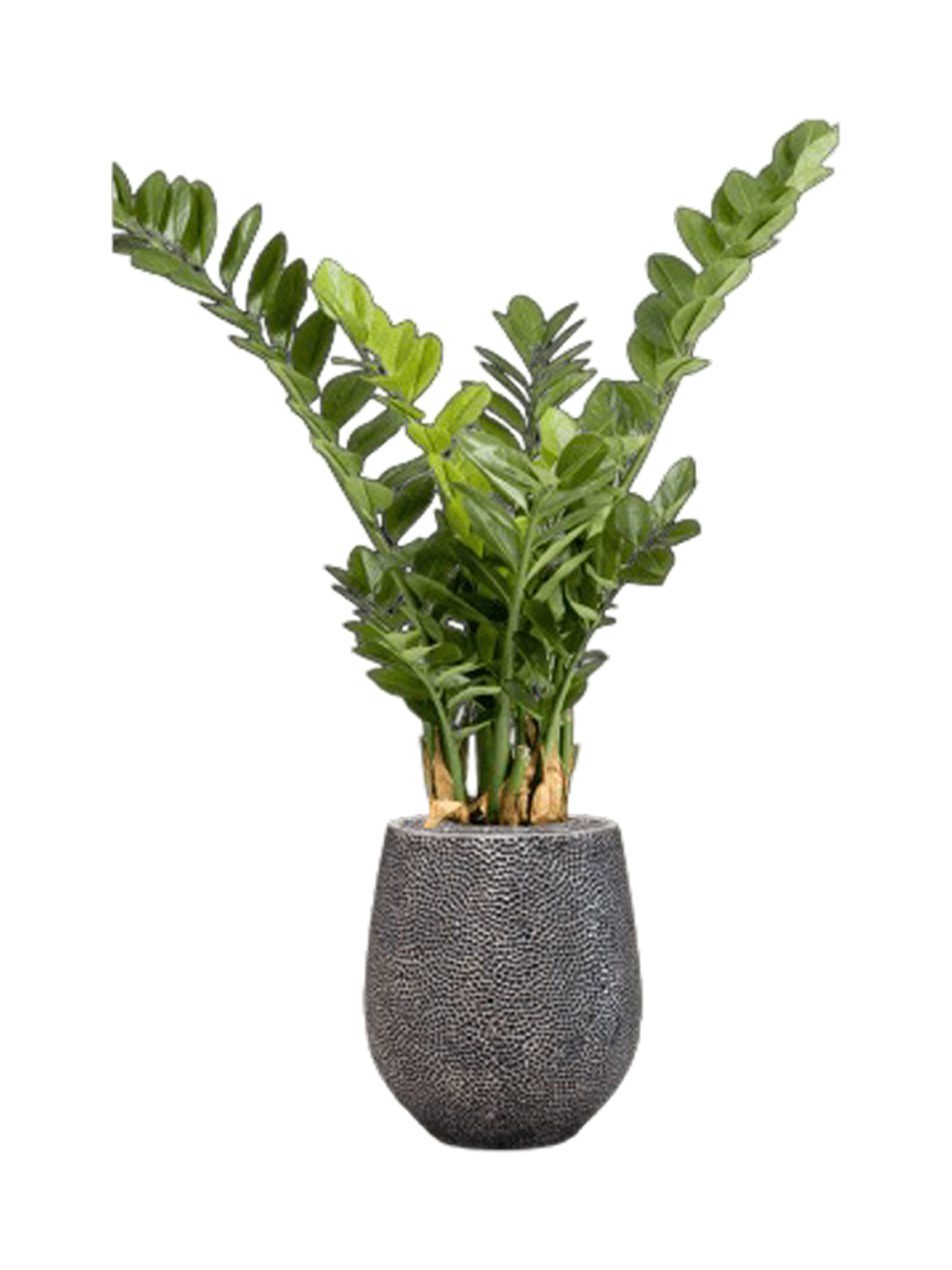 
Composition végétale « Zamioculcas dans Baq Opus Hit », hauteur 120-130 cm - Couleur du pot de fleurs : Argent