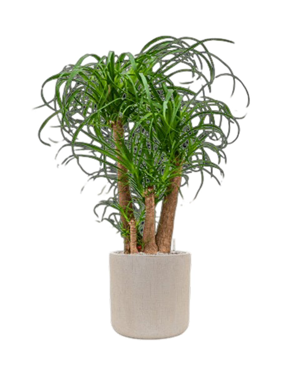 
Composition végétale « Beaucarnea recurvata en Baq Raindrop », hauteur 135-145 cm