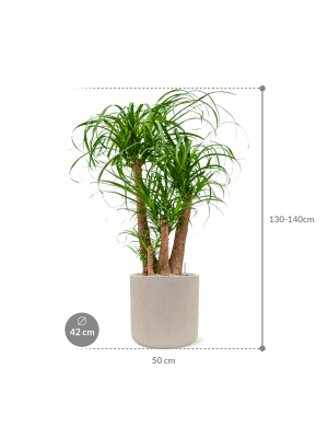IMAGE for product variant SKU CC0025800