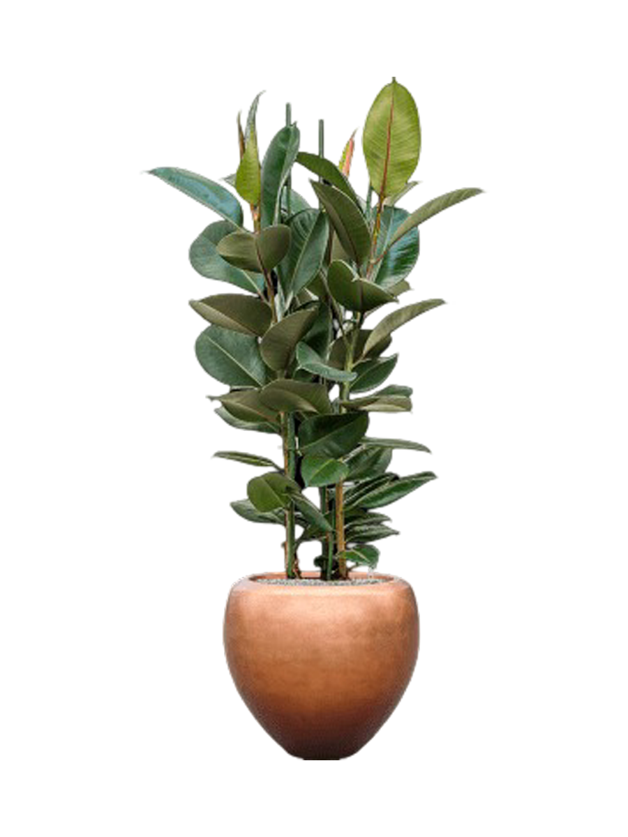 
Composition de plantes « Ficus elastica 'Robusta' Metallic Leaf » - Cuivre