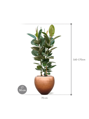 IMAGE for product variant SKU CC0026080