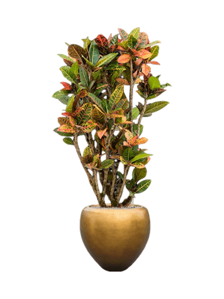 
Pflanzen Arrangement „Croton variegatum 'Petra' in Metall Gold Leaf“, Höhe 160-170 cm