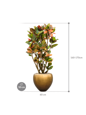 IMAGE for product variant SKU CC0026111