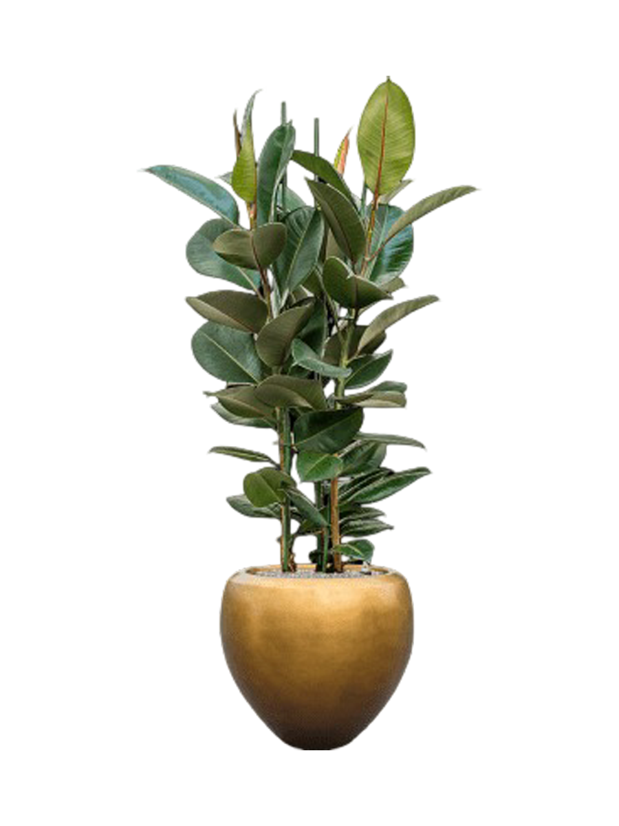 
Composition de plantes « Ficus elastica 'Robusta' Metallic Leaf » - Or