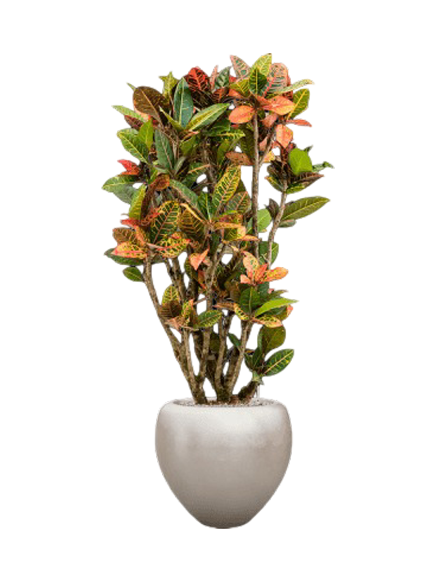 
Pflanzen Arrangement „Croton variegatum 'Petra' in Metall Silver Leaf“, Höhe 160-170 cm