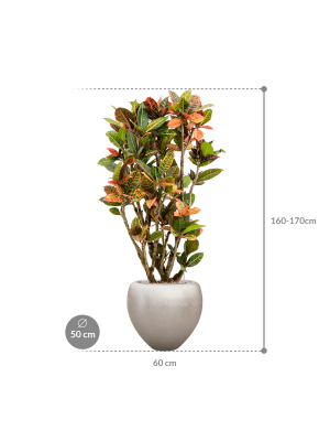 IMAGE for product variant SKU CC0026183