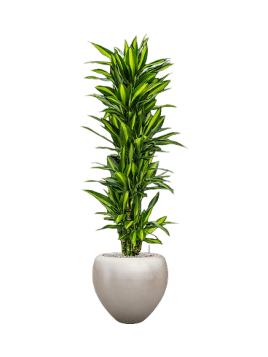 
Pflanzen Arrangement „Dracaena fragrans Cintho in Metall Silver Leaf“, Höhe 180-190 cm