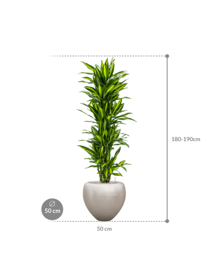 IMAGE for product variant SKU CC0026186