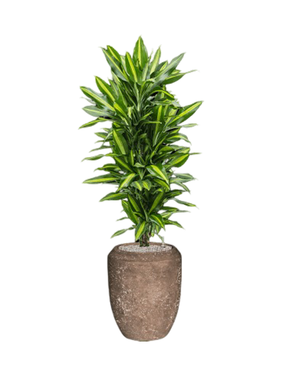 
Pflanzen Arrangement „Dracaena fragrans Cintho in Polystone Coated Plain“, Höhe 140-150 cm - Farbe Blumentopf: Hellbraun