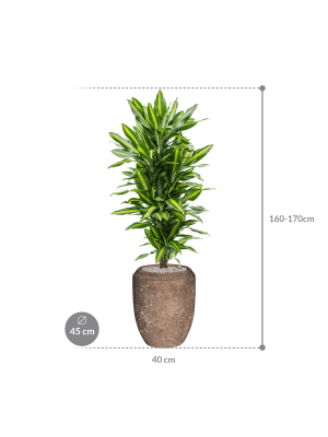 IMAGE for product variant SKU CC0026409