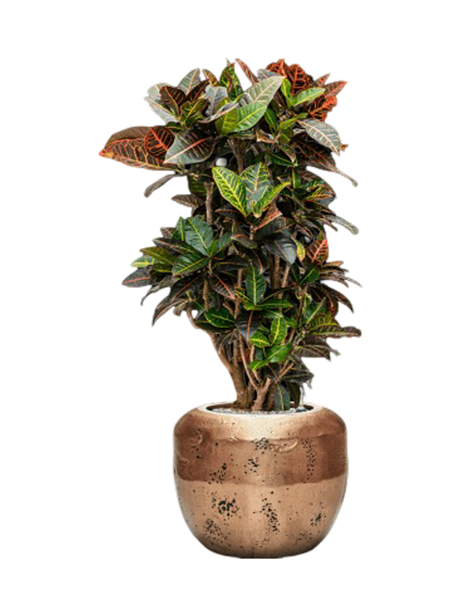 
Pflanzen Arrangement „Croton variegatum 'Petra' in Baq Opus“, Höhe 125-135 cm