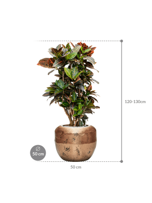 IMAGE for product variant SKU CC0026580