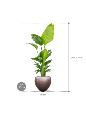 IMAGE for product variant SKU CC0027993