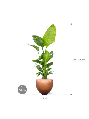 IMAGE for product variant SKU CC0027996