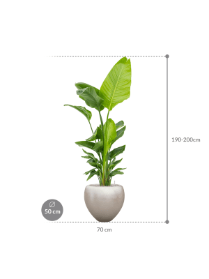 IMAGE for product variant SKU CC0028005