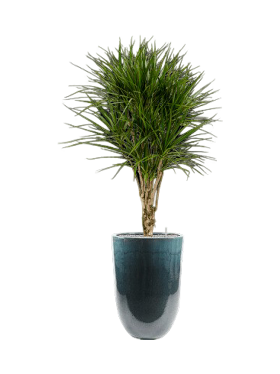 
Composition végétale « Dracaena marginata in Pure », hauteur 180 cm