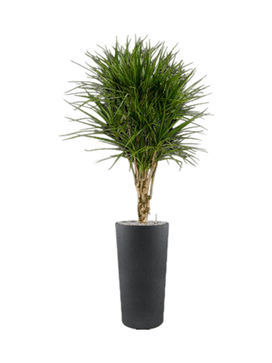 
Composition végétale « Dracaena marginata in Grigio », hauteur 185 cm - Anthracite