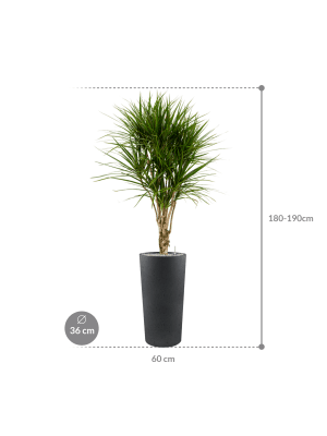 IMAGE for product variant SKU CC0029899