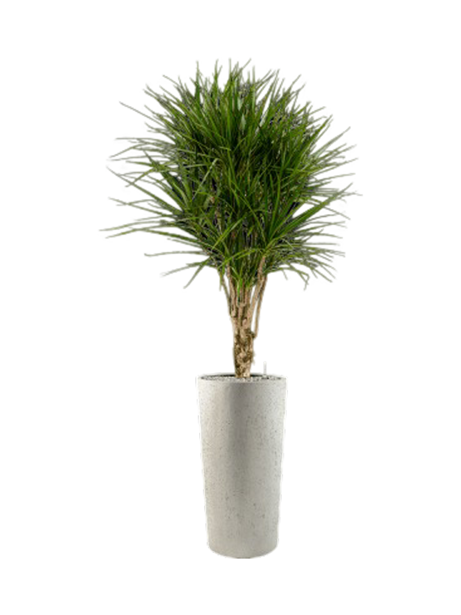 
Composition végétale « Dracaena marginata in Grigio », hauteur 185 cm - Écru