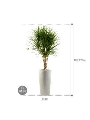 IMAGE for product variant SKU CC0029902
