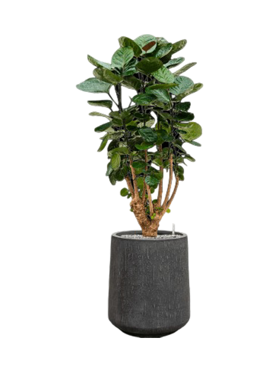
Pflanzen Arrangement „Aralia Fabian in Baq Raindrop“, Höhe 115-125 cm