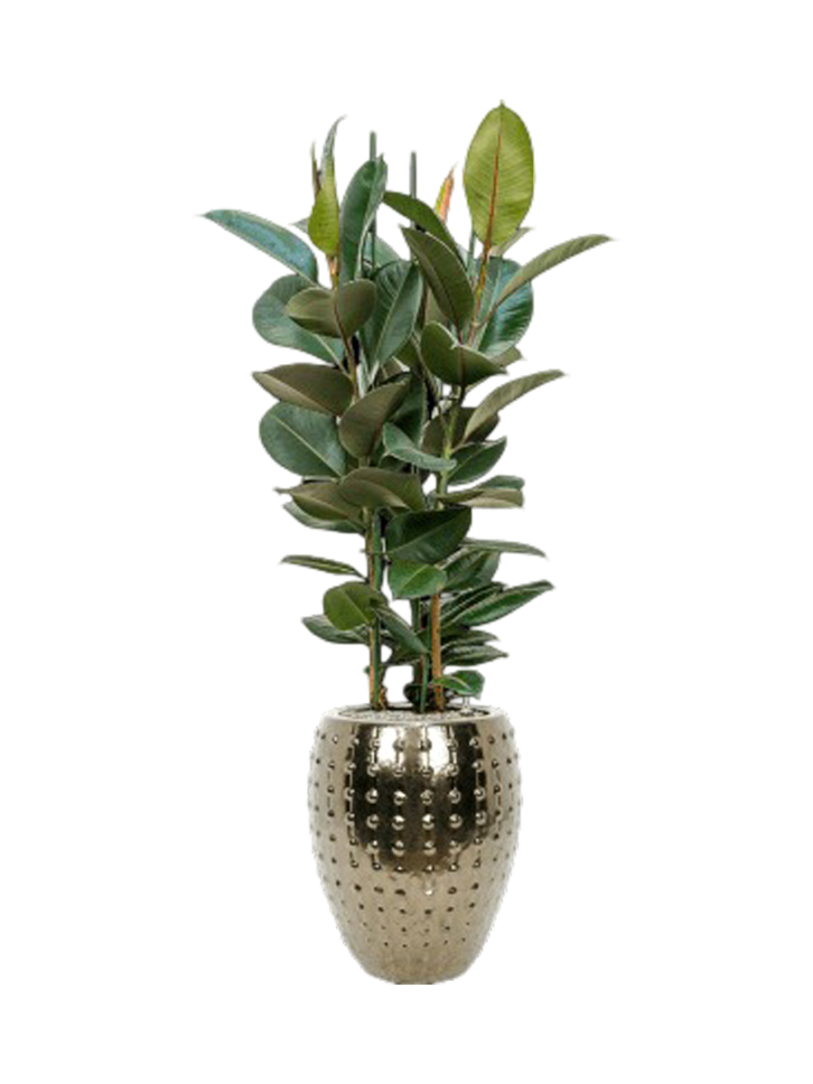 
Arrangement de plantes « Ficus elastica 'Robusta' au Laos » - Or